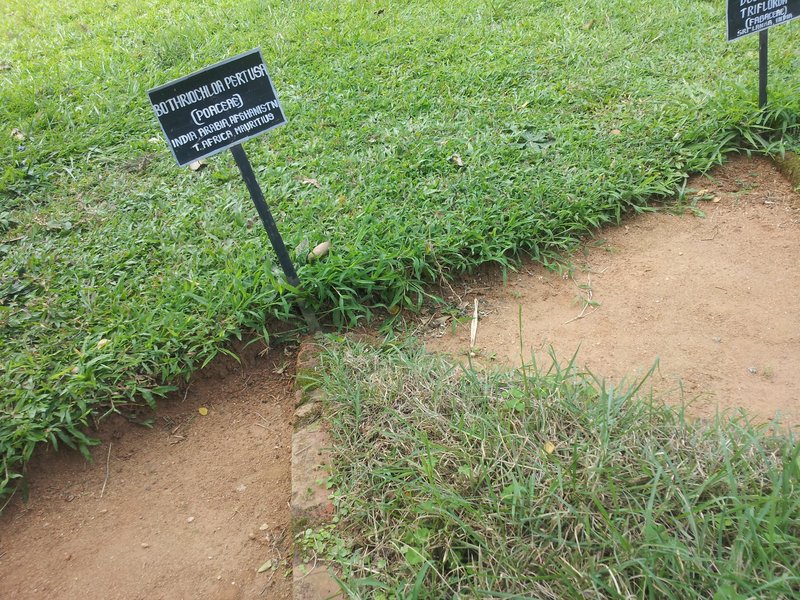 Pitted Beardgrass photo 2