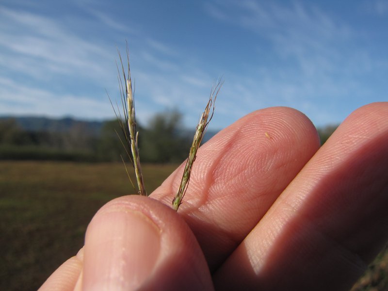 Pitted Beardgrass photo 3