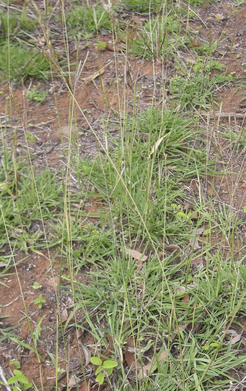 Pitted Beardgrass photo 4