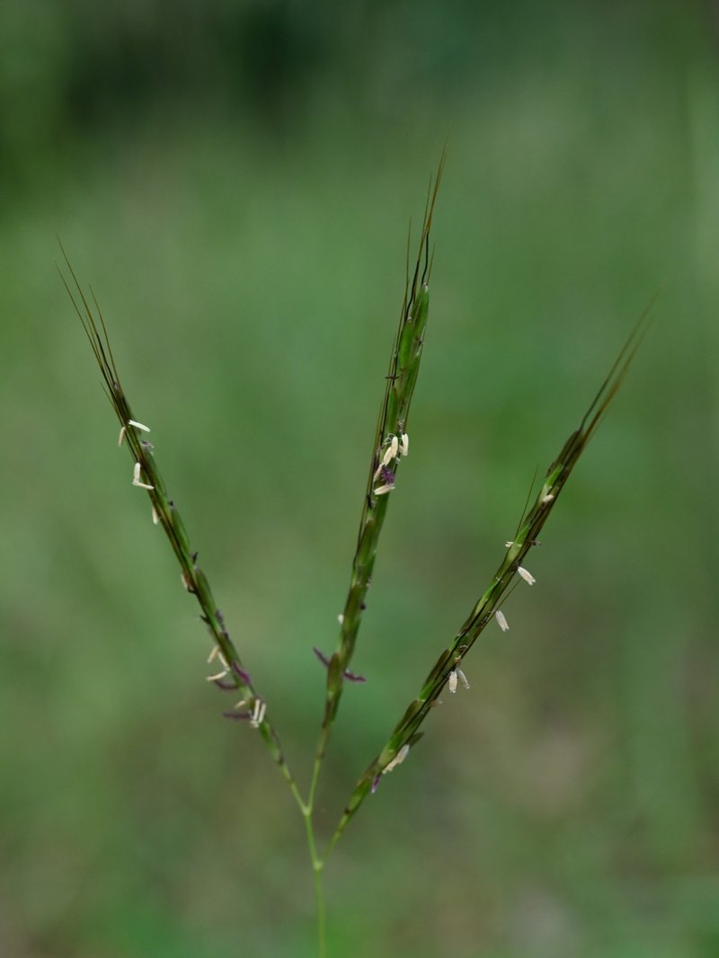 Pitted Beardgrass photo 5