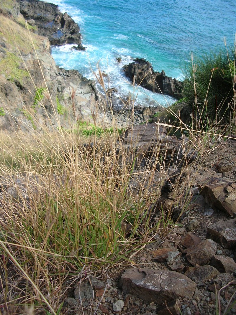 Pitted Beardgrass photo 6