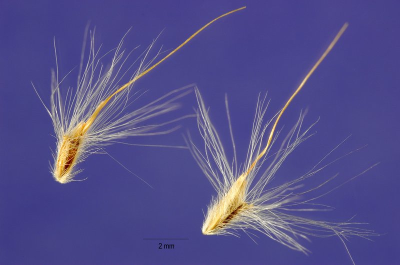 Silver Bluestem