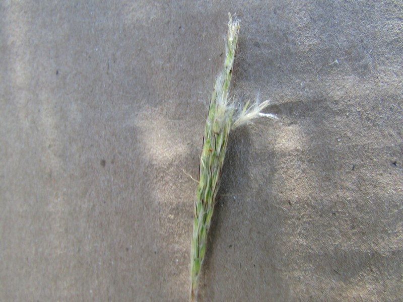 Silver Bluestem photo 2