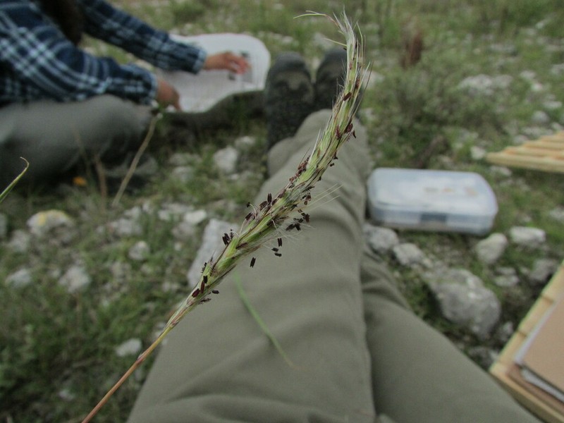 Silver Bluestem photo 3