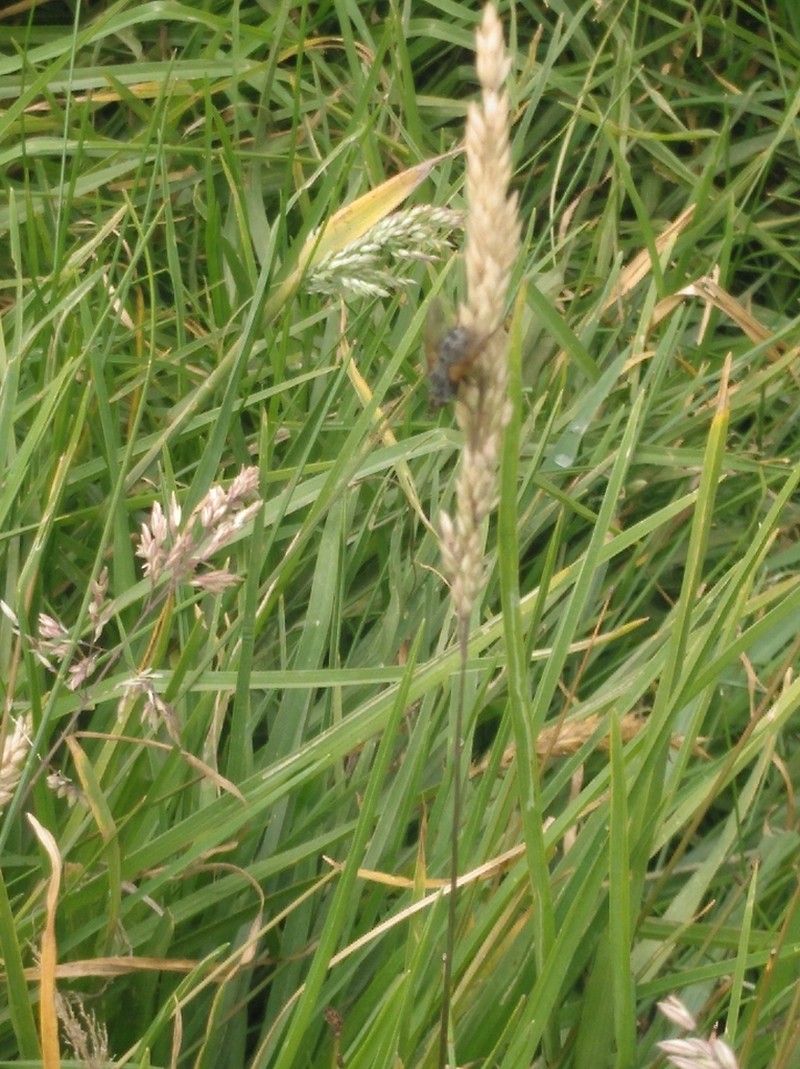 Silver Bluestem photo 4