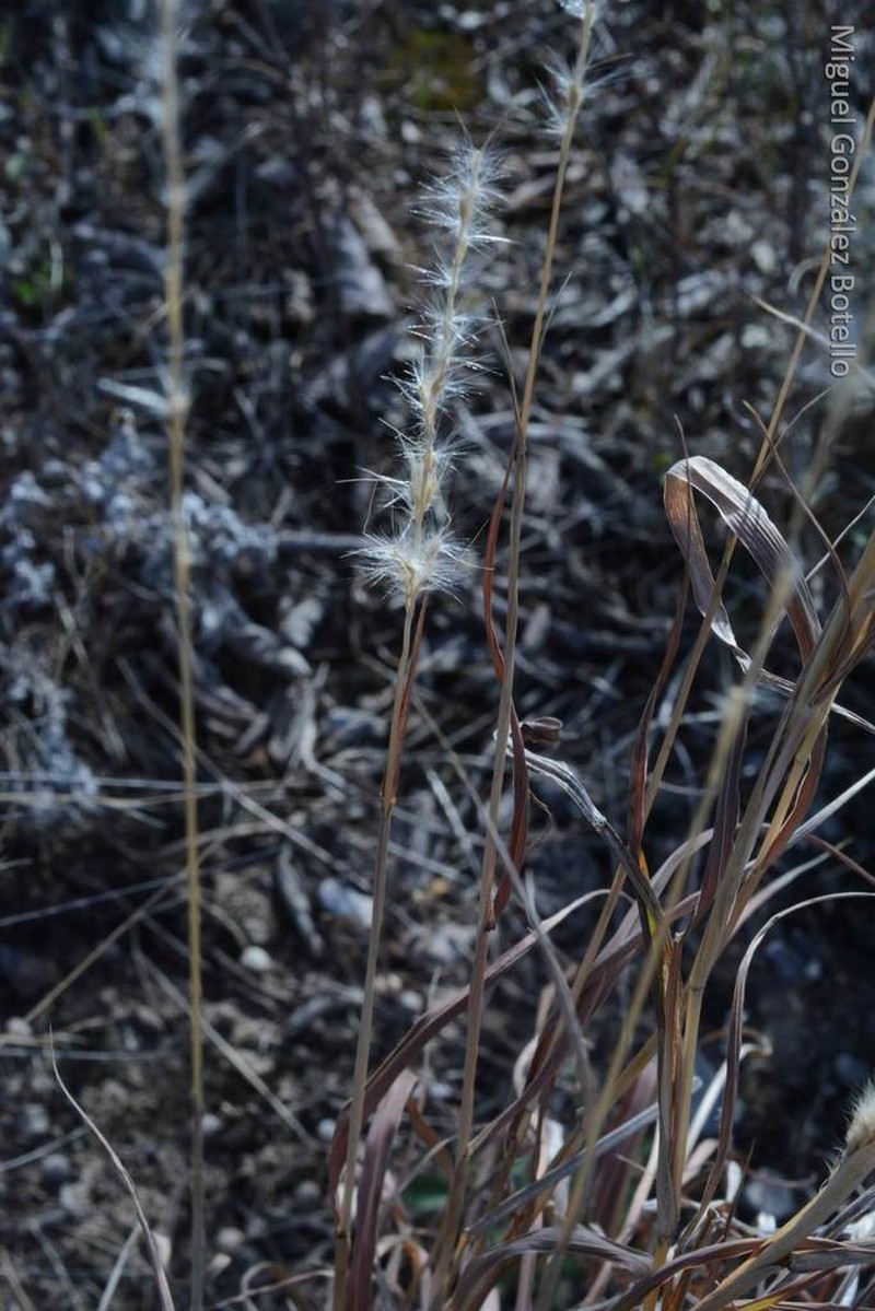 Silver Bluestem photo 5