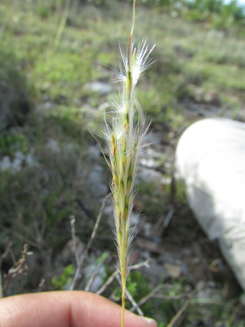 Silver Bluestem photo 6