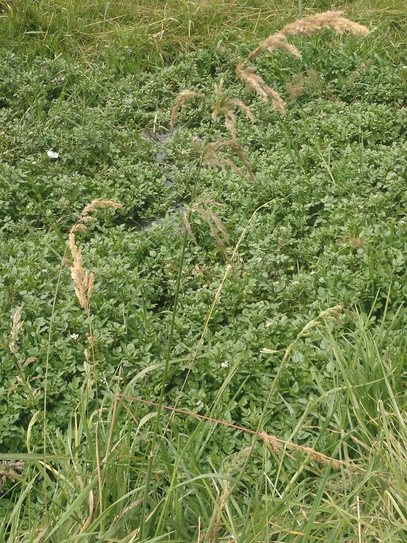 Silver Bluestem photo 7