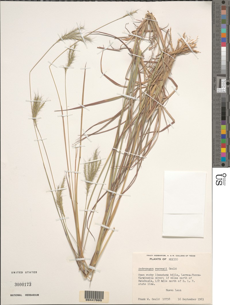 Bothriochloa saccharoides subsp. reevesii