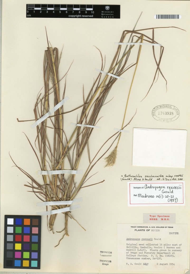 Bothriochloa saccharoides subsp. reevesii photo 2