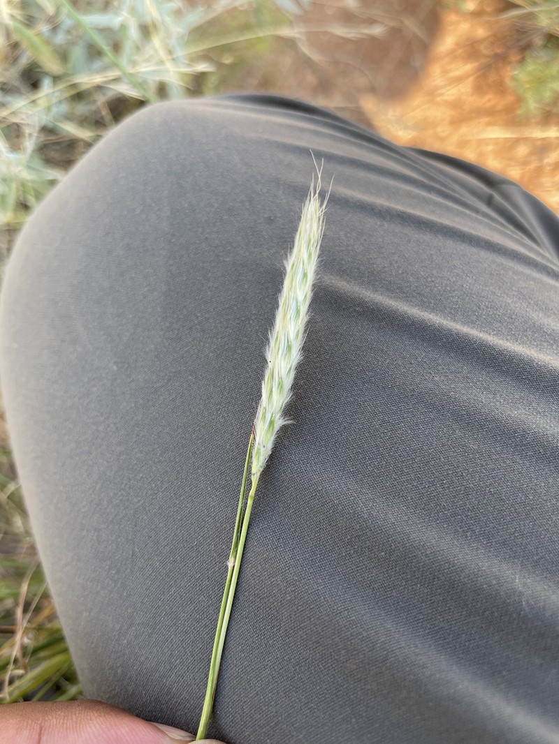 Springfield's Beardgrass