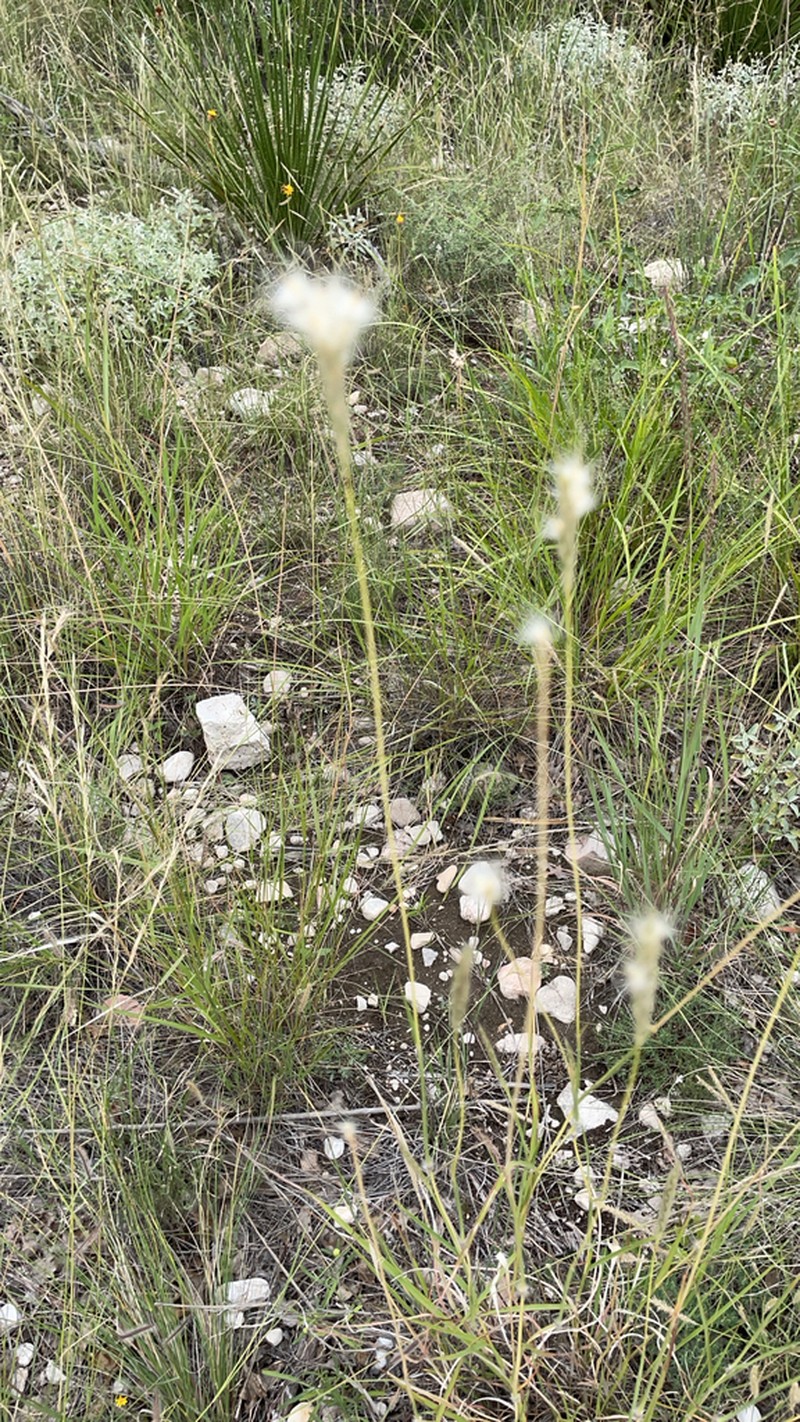 Springfield's Beardgrass photo 2