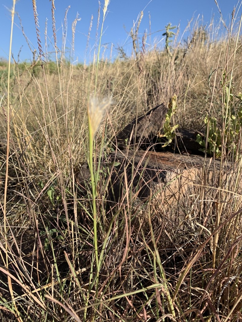 Springfield's Beardgrass photo 3