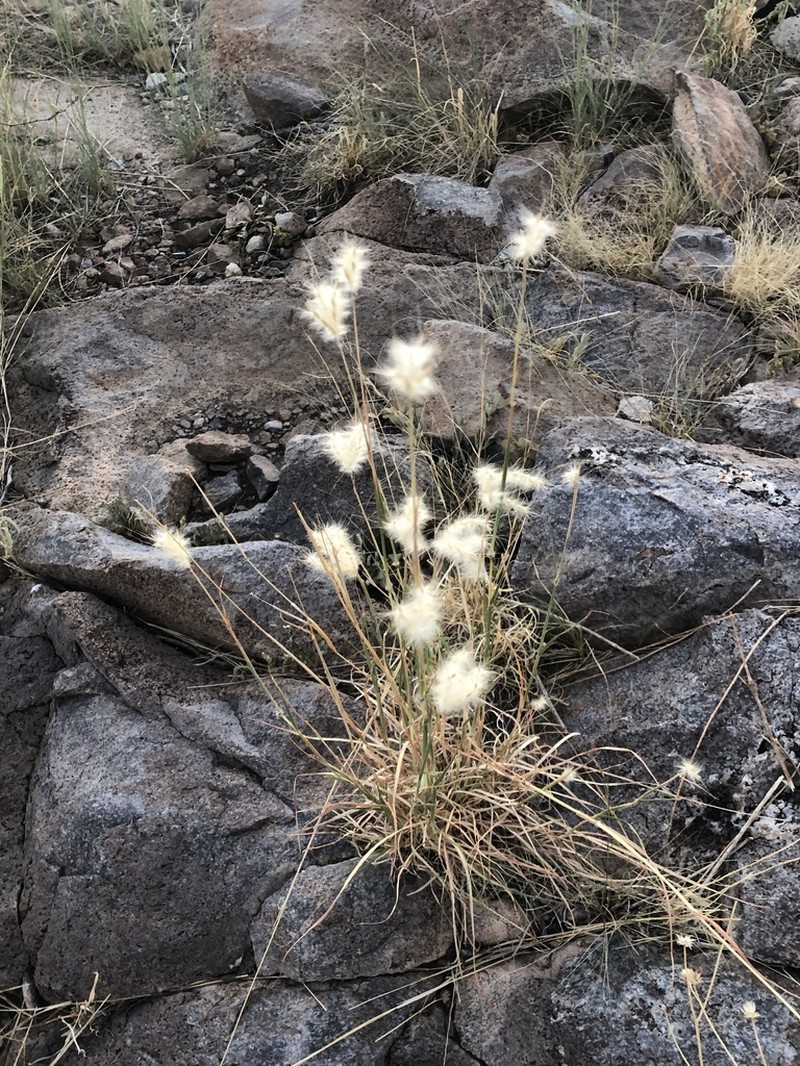 Springfield's Beardgrass photo 4