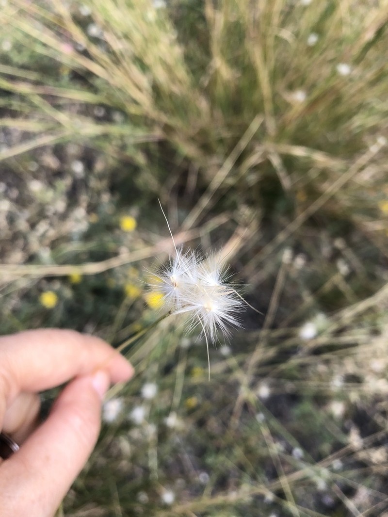 Springfield's Beardgrass photo 5