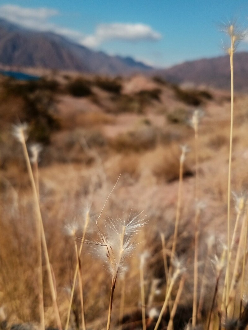 Springfield's Beardgrass photo 6