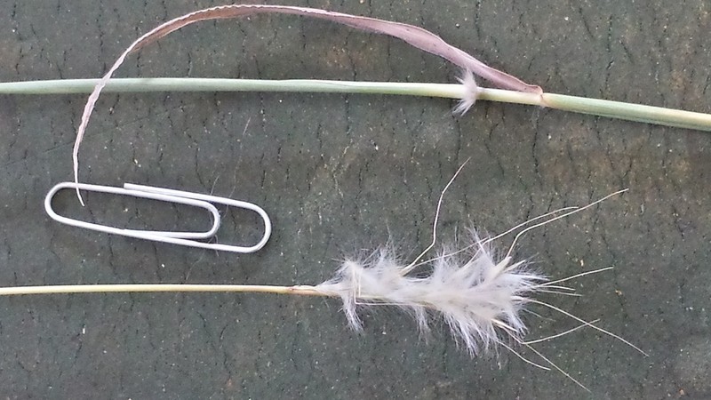 Springfield's Beardgrass photo 7