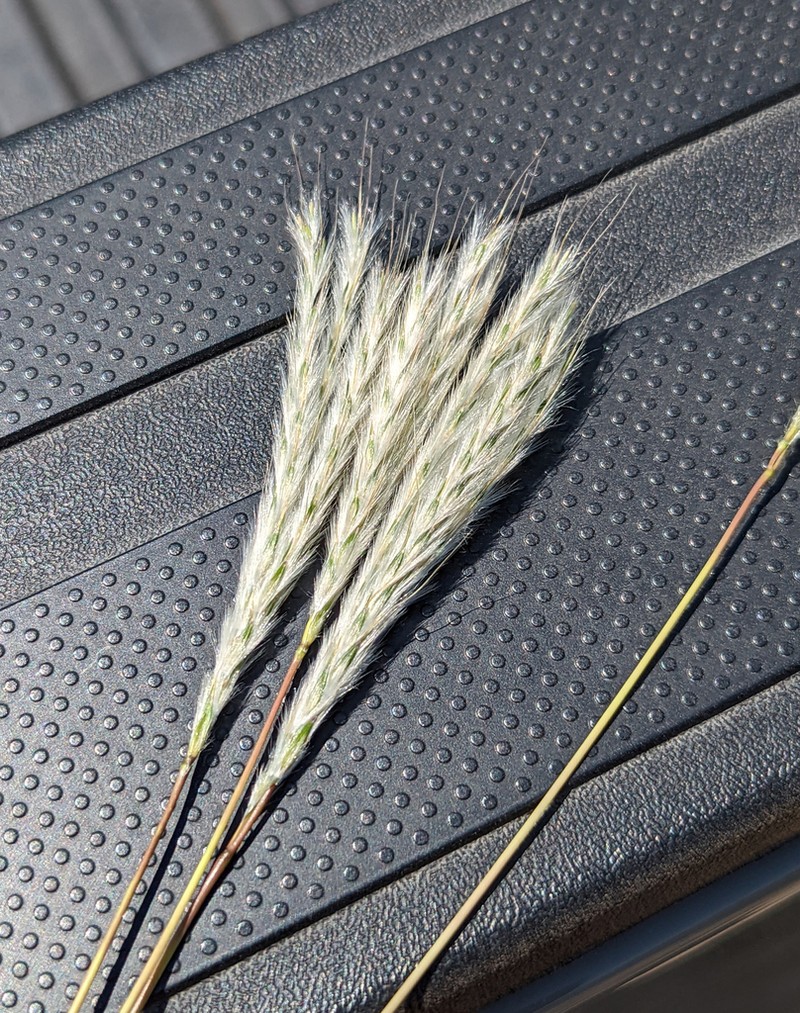 Springfield's Beardgrass photo 8