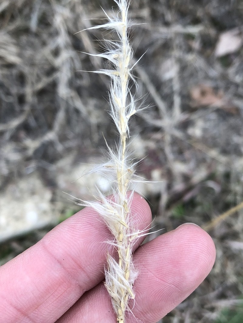 Bothriochloa torreyana