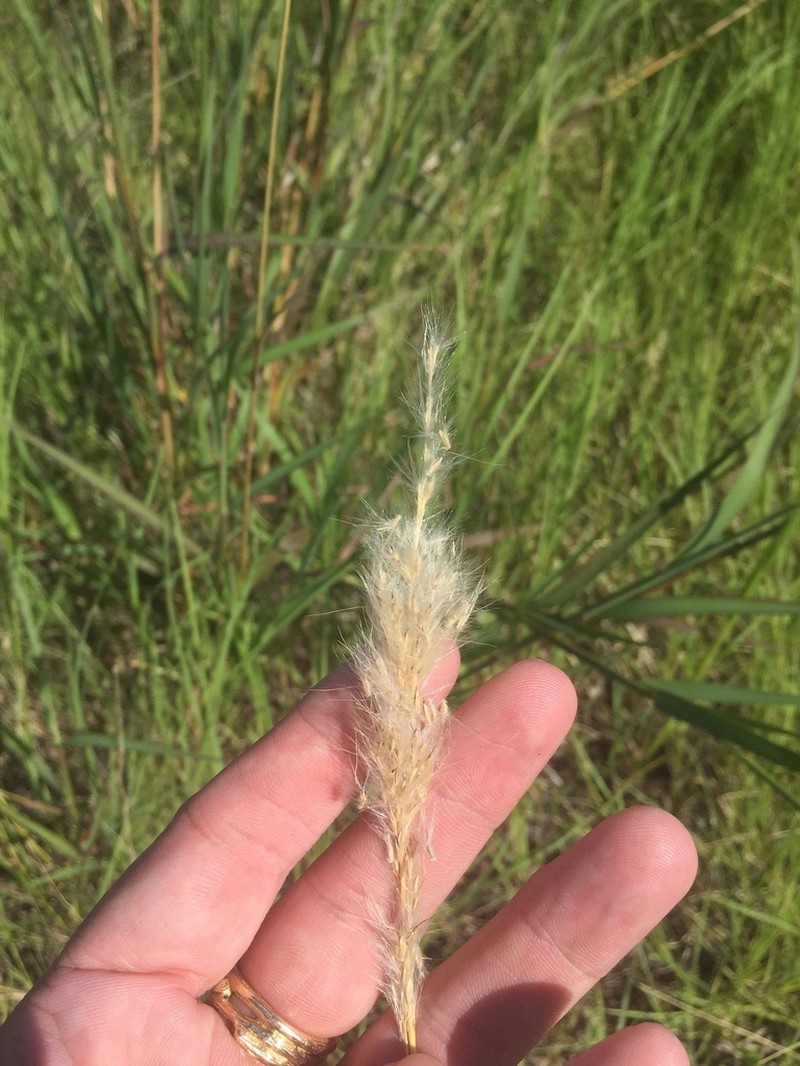 Bothriochloa torreyana photo 2