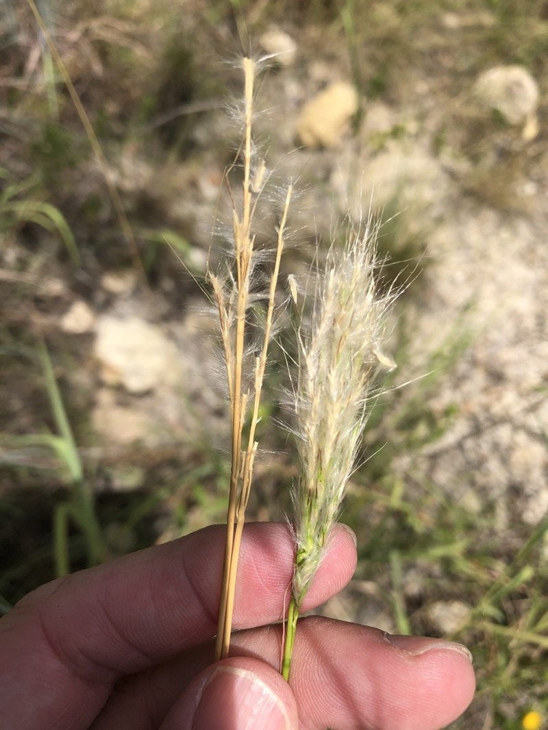 Bothriochloa torreyana photo 3