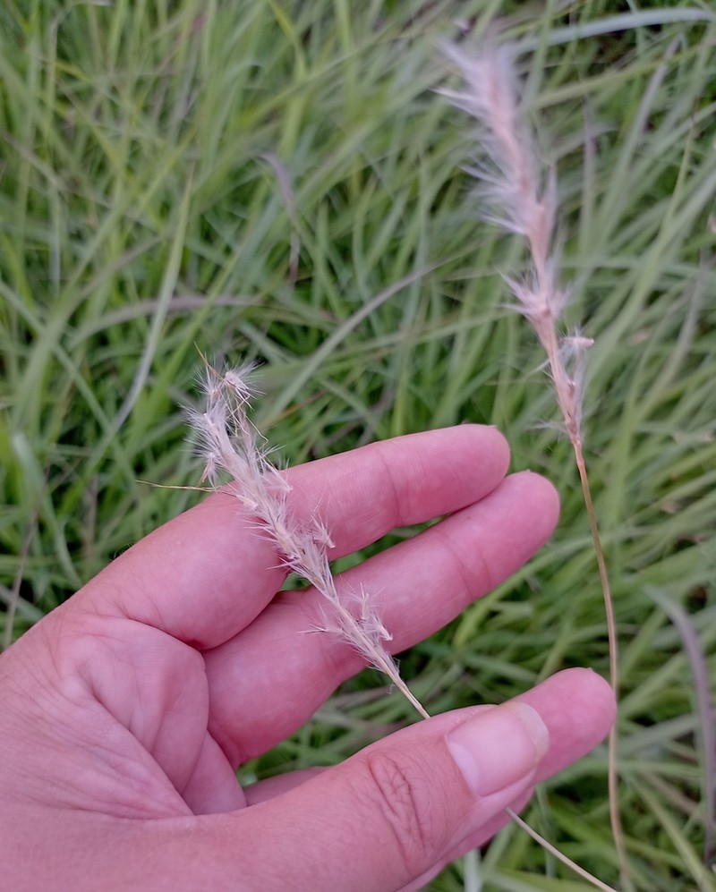 Bothriochloa torreyana photo 4