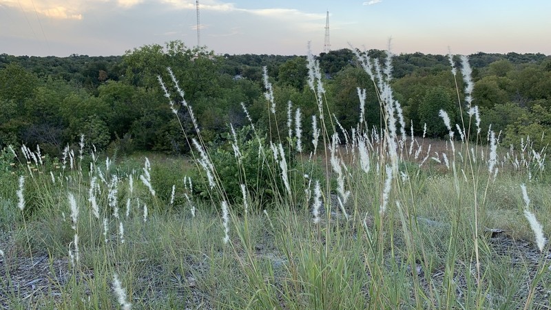 Bothriochloa torreyana photo 5