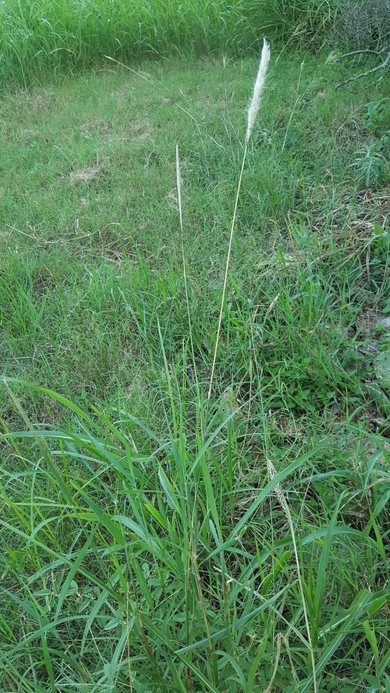 Bothriochloa torreyana photo 6