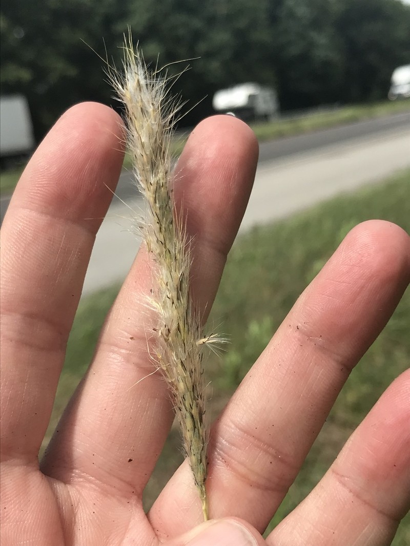 Bothriochloa torreyana photo 7