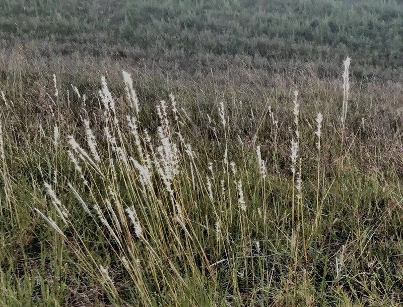 Bothriochloa torreyana photo 8