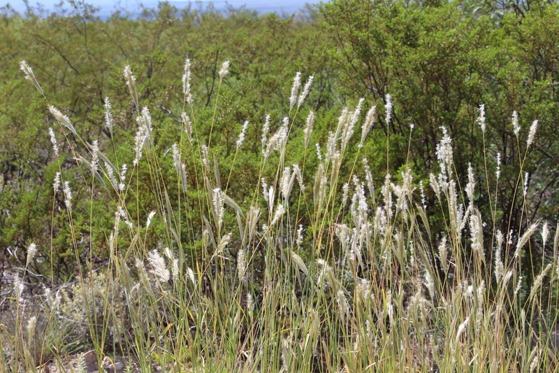 Wright's Beardgrass