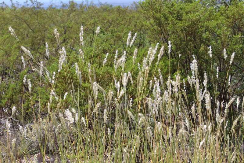 Wright's Beardgrass photo 2