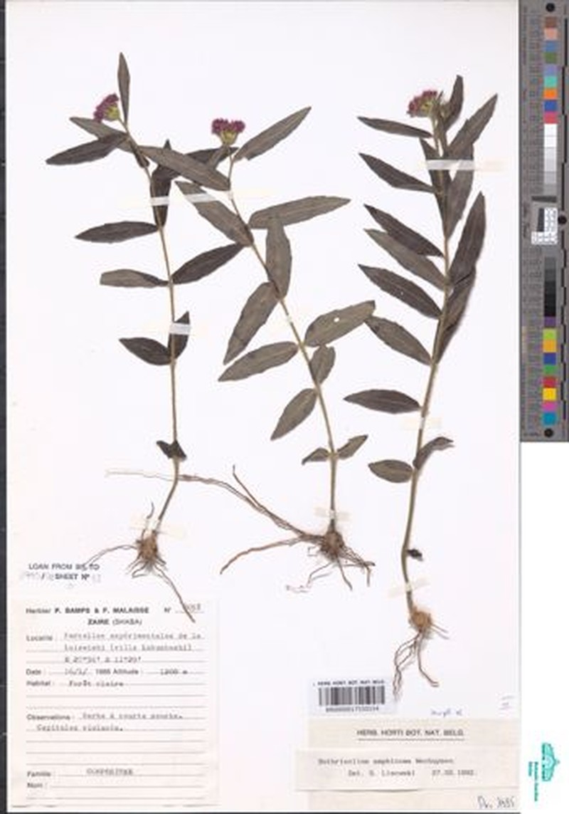 Bothriocline amphicoma