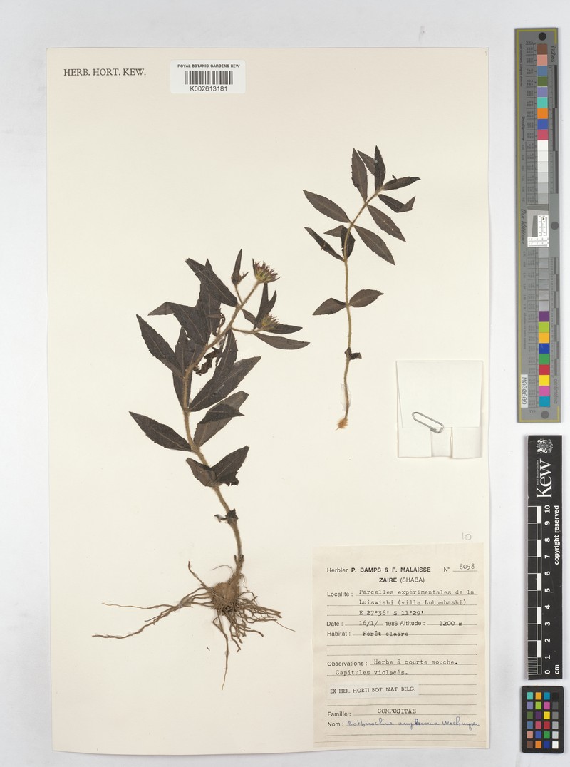Bothriocline amphicoma photo 2