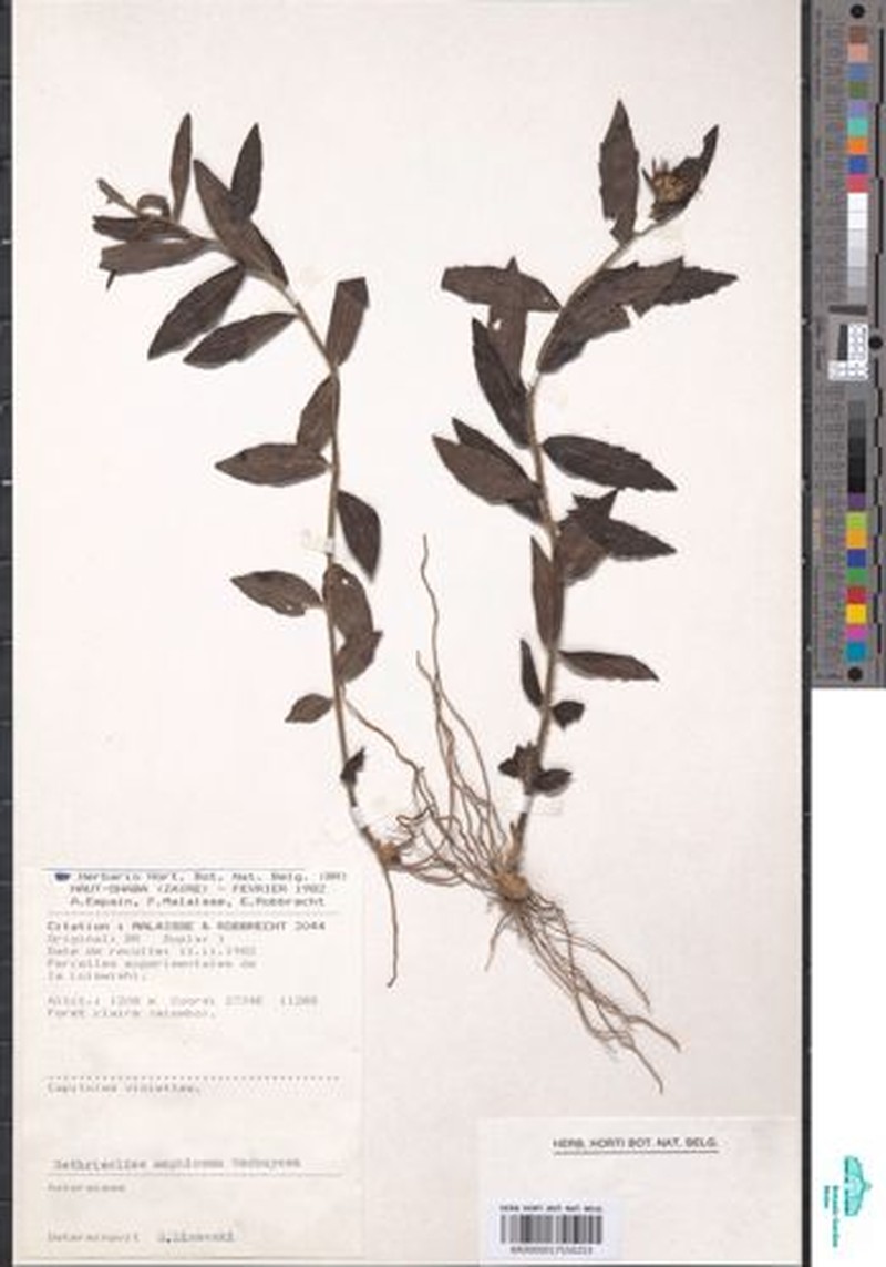 Bothriocline amphicoma photo 3