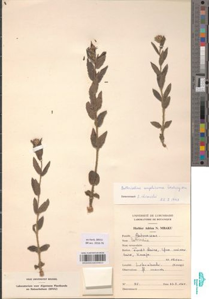 Bothriocline amphicoma photo 4