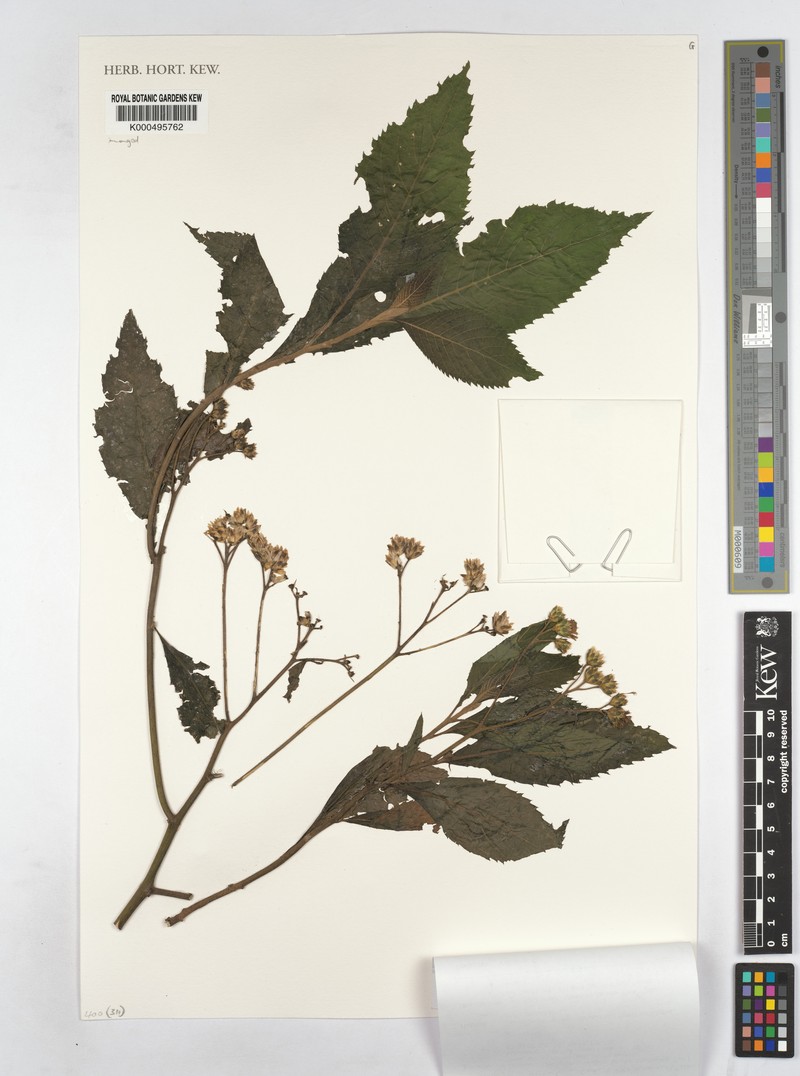 Bothriocline amplifolia