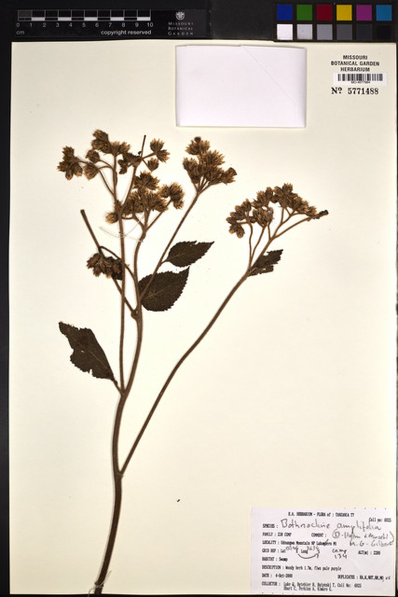 Bothriocline amplifolia photo 2