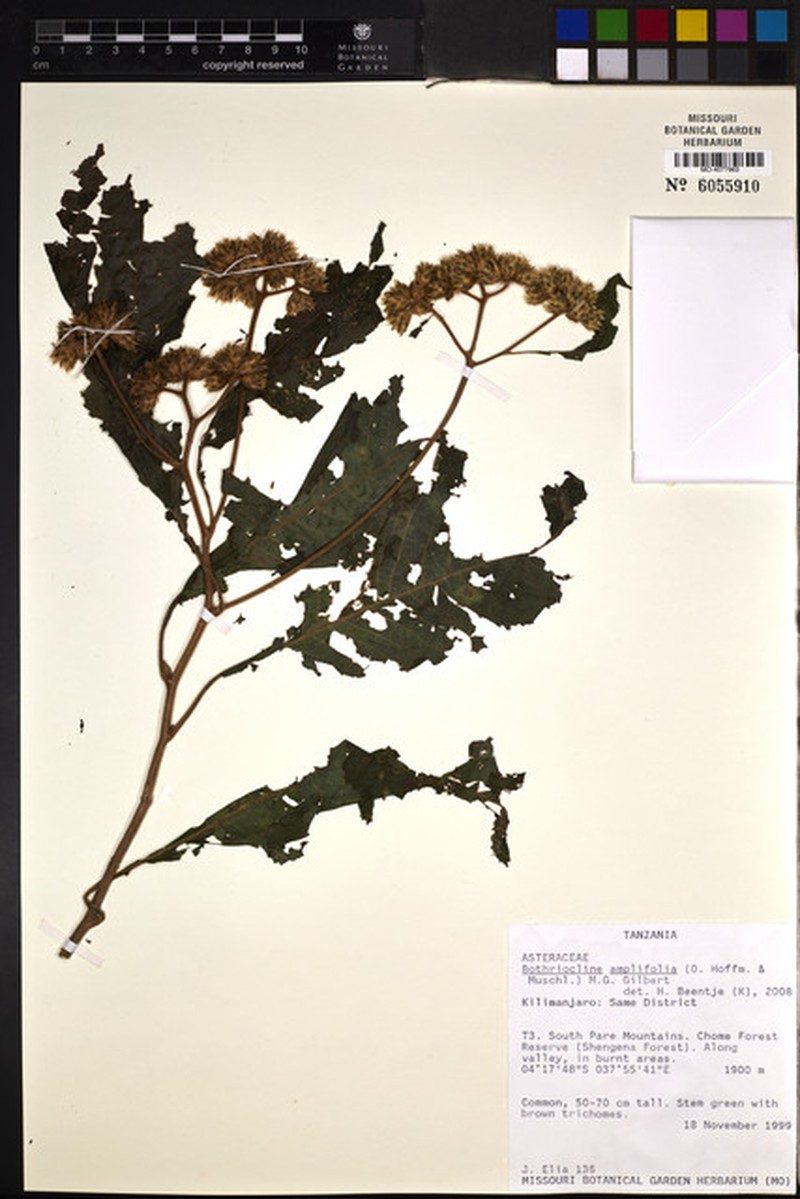 Bothriocline amplifolia photo 3