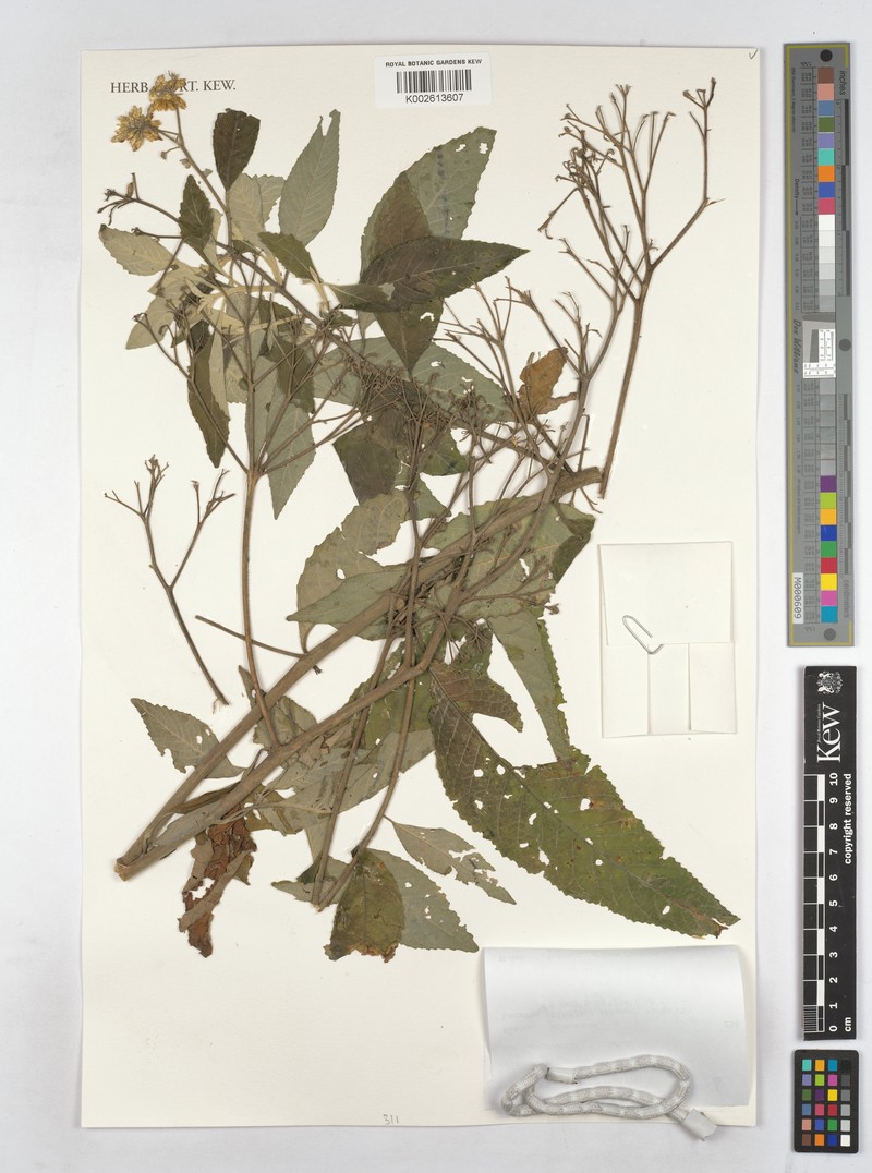 Bothriocline argentea