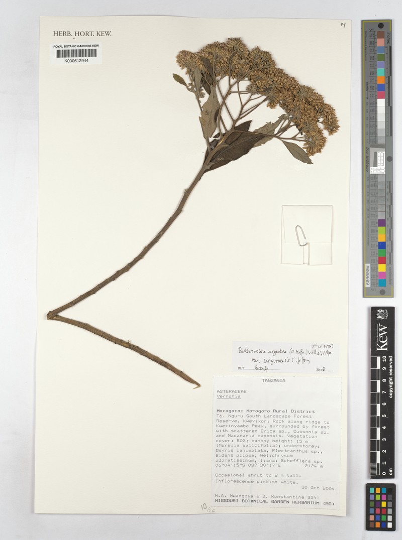 Bothriocline argentea photo 2
