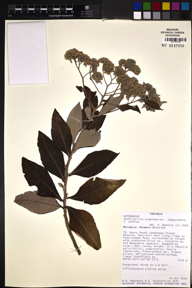 Bothriocline argentea photo 3