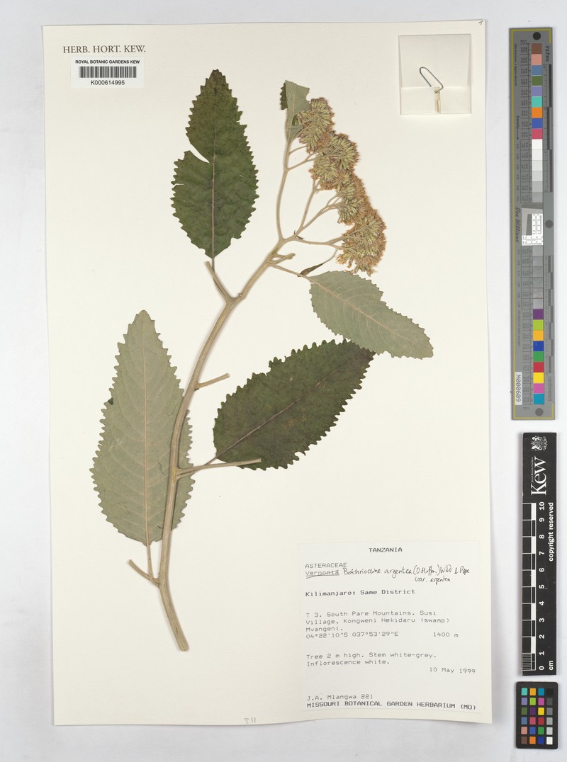 Bothriocline argentea photo 4