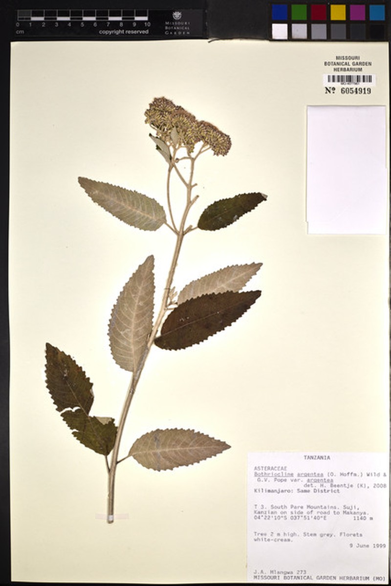 Bothriocline argentea var. argentea