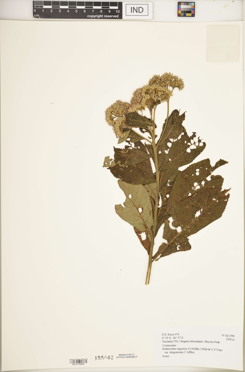 Bothriocline argentea var. ukagurensis photo 4