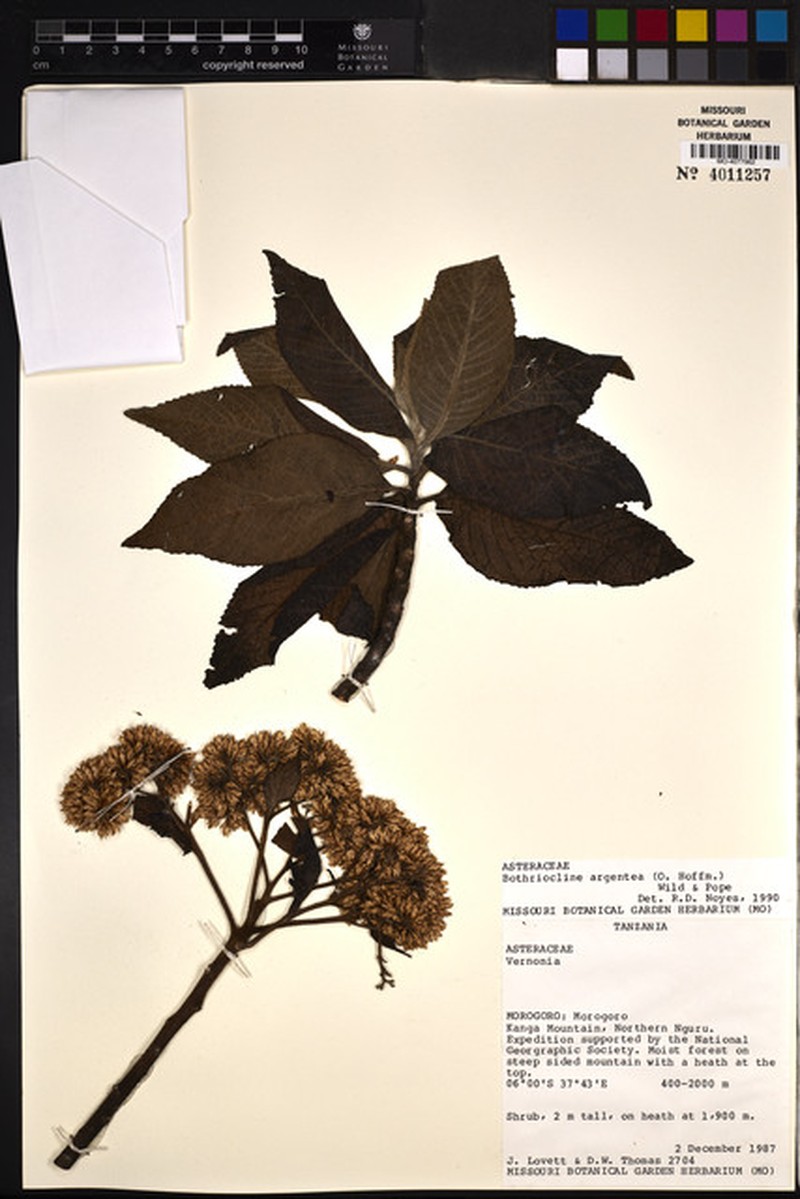 Bothriocline argentea var. ungurensis