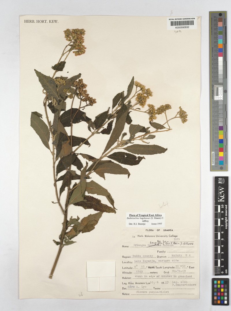 Bothriocline bagshawei photo 3