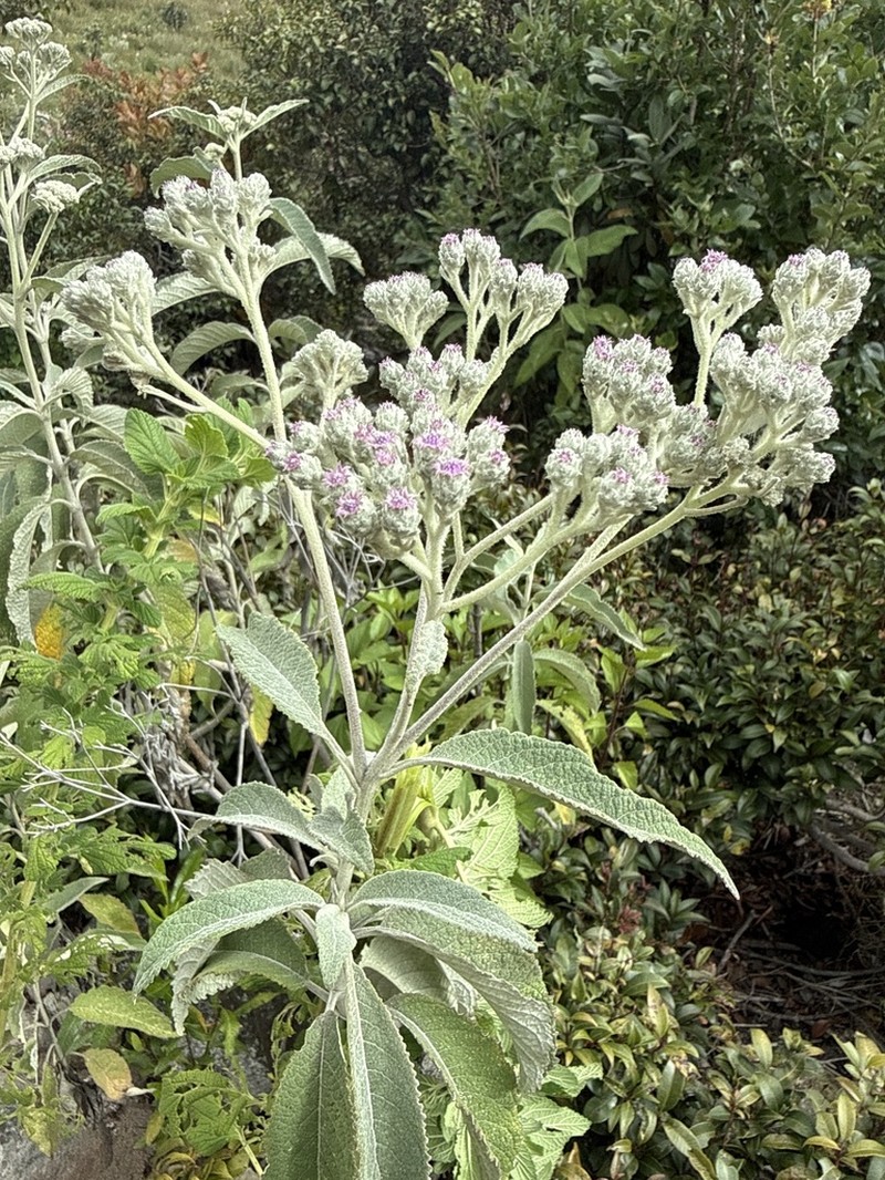 Bothriocline carrissoi photo 3