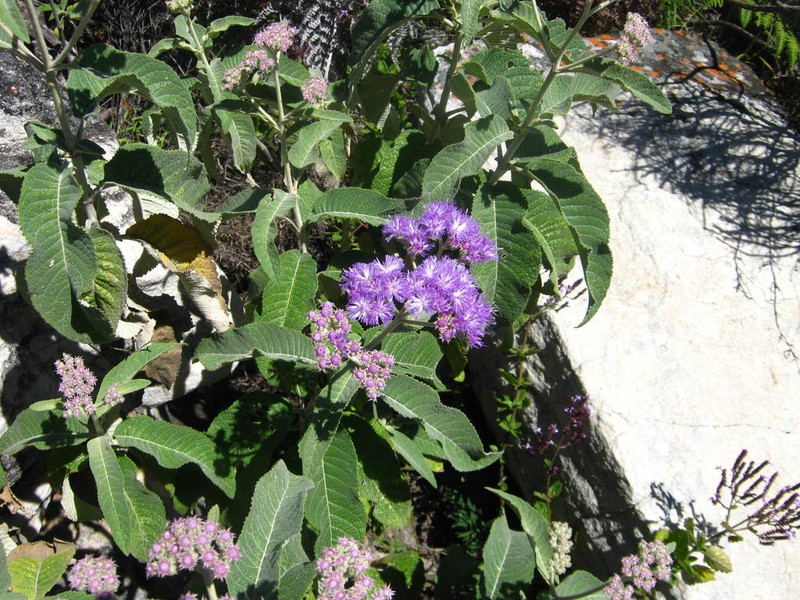 Bothriocline carrissoi photo 4