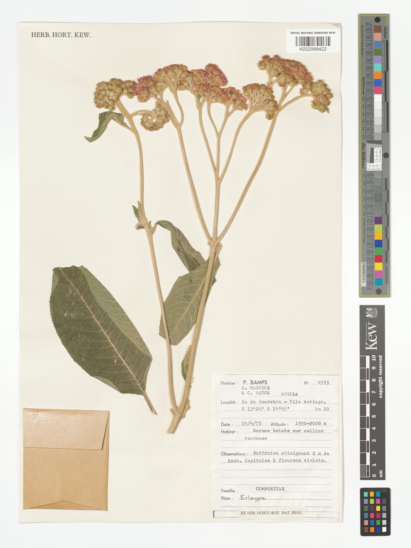 Bothriocline carrissoi photo 6